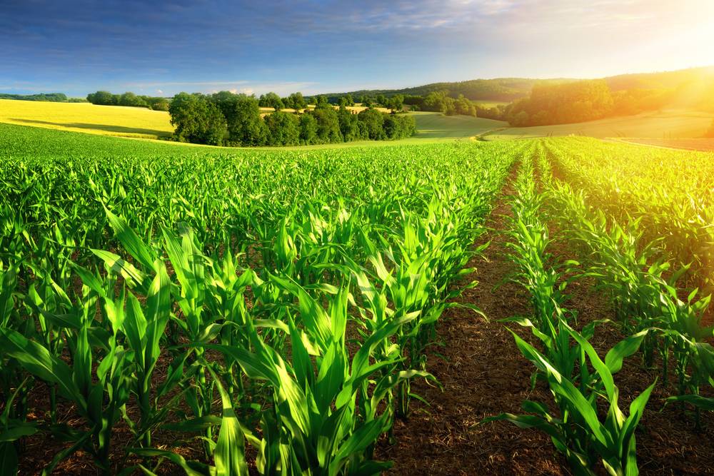 Agriculture Products Zimbabwe